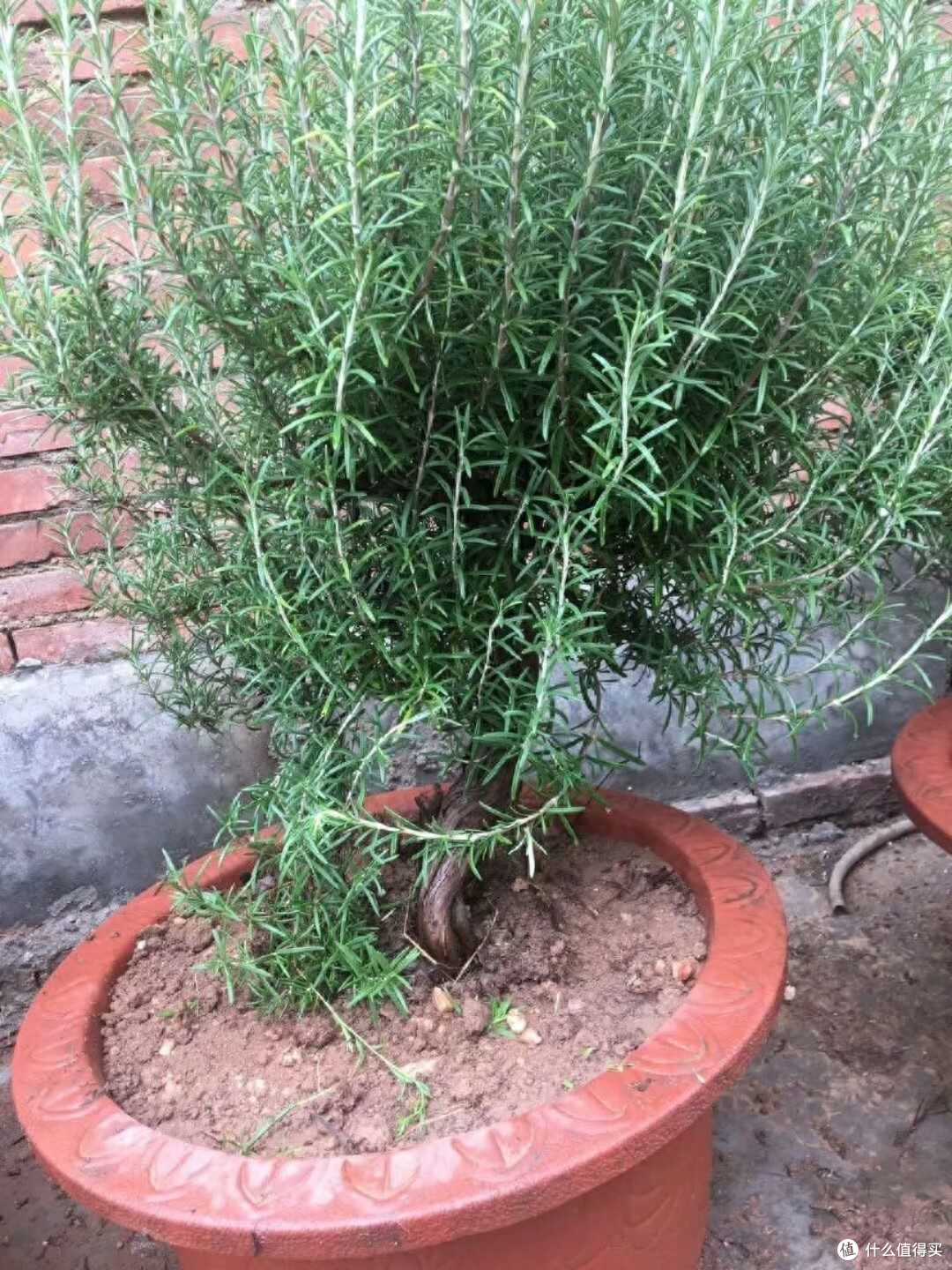 迷迭香养好很容易，做好一点就够了，枝繁叶茂又芳香，一年又一年