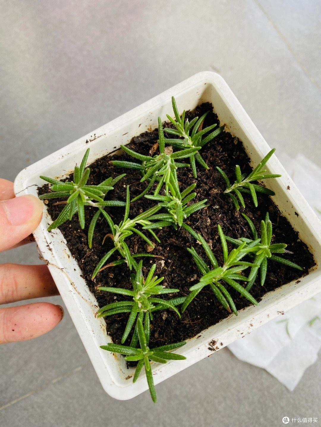 迷迭香养好很容易，做好一点就够了，枝繁叶茂又芳香，一年又一年