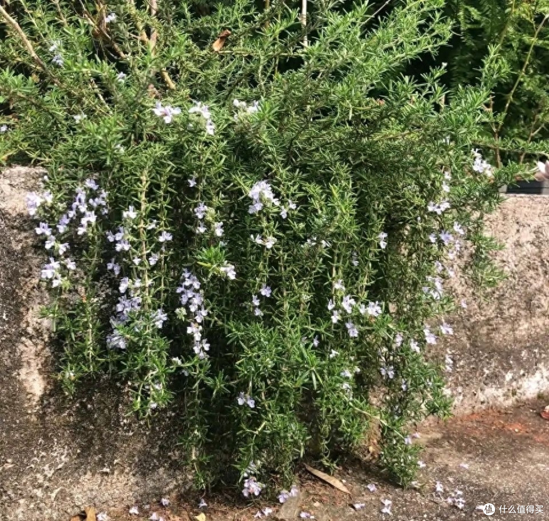 迷迭香养好很容易，做好一点就够了，枝繁叶茂又芳香，一年又一年