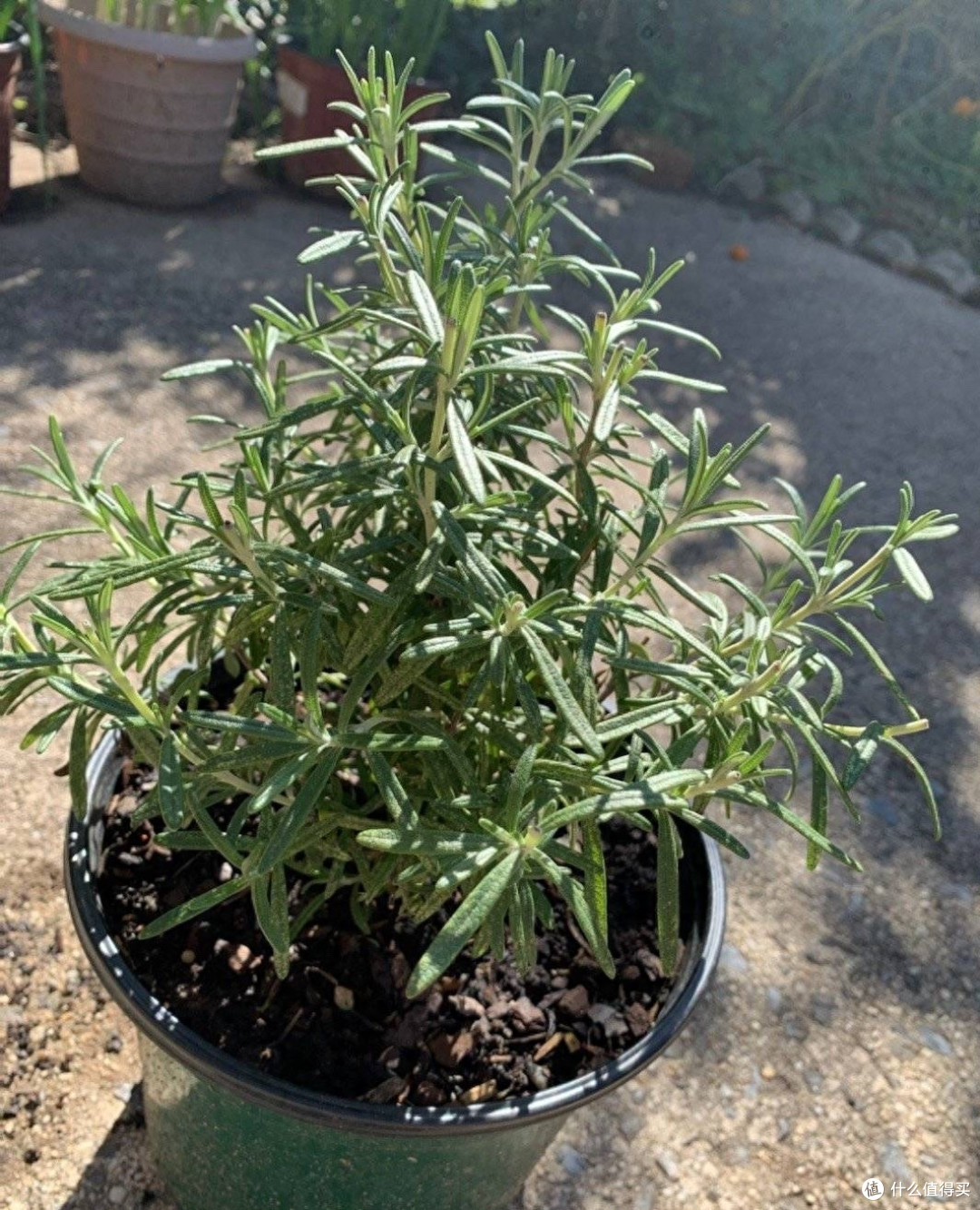 迷迭香养好很容易，做好一点就够了，枝繁叶茂又芳香，一年又一年