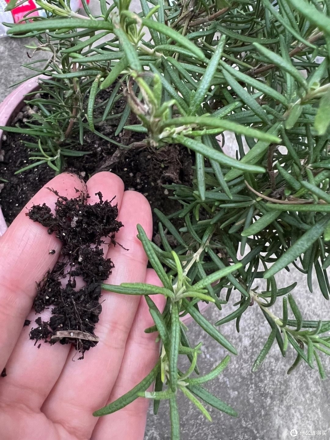 迷迭香养好很容易，做好一点就够了，枝繁叶茂又芳香，一年又一年