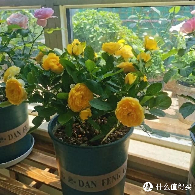 捡回来的垃圾也能养花？3种废弃物，当作花肥，花草疯长开花艳丽