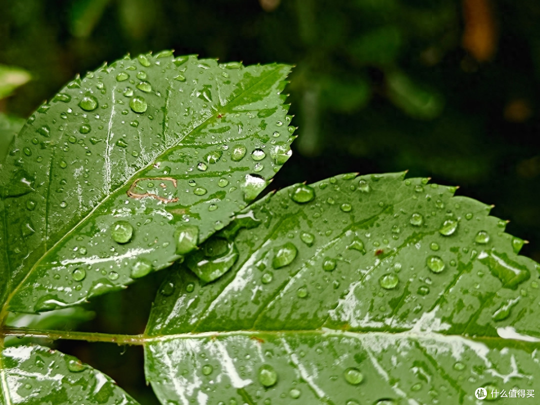 秋雨秋凉之手机摄影记录雨后公园的特别风景