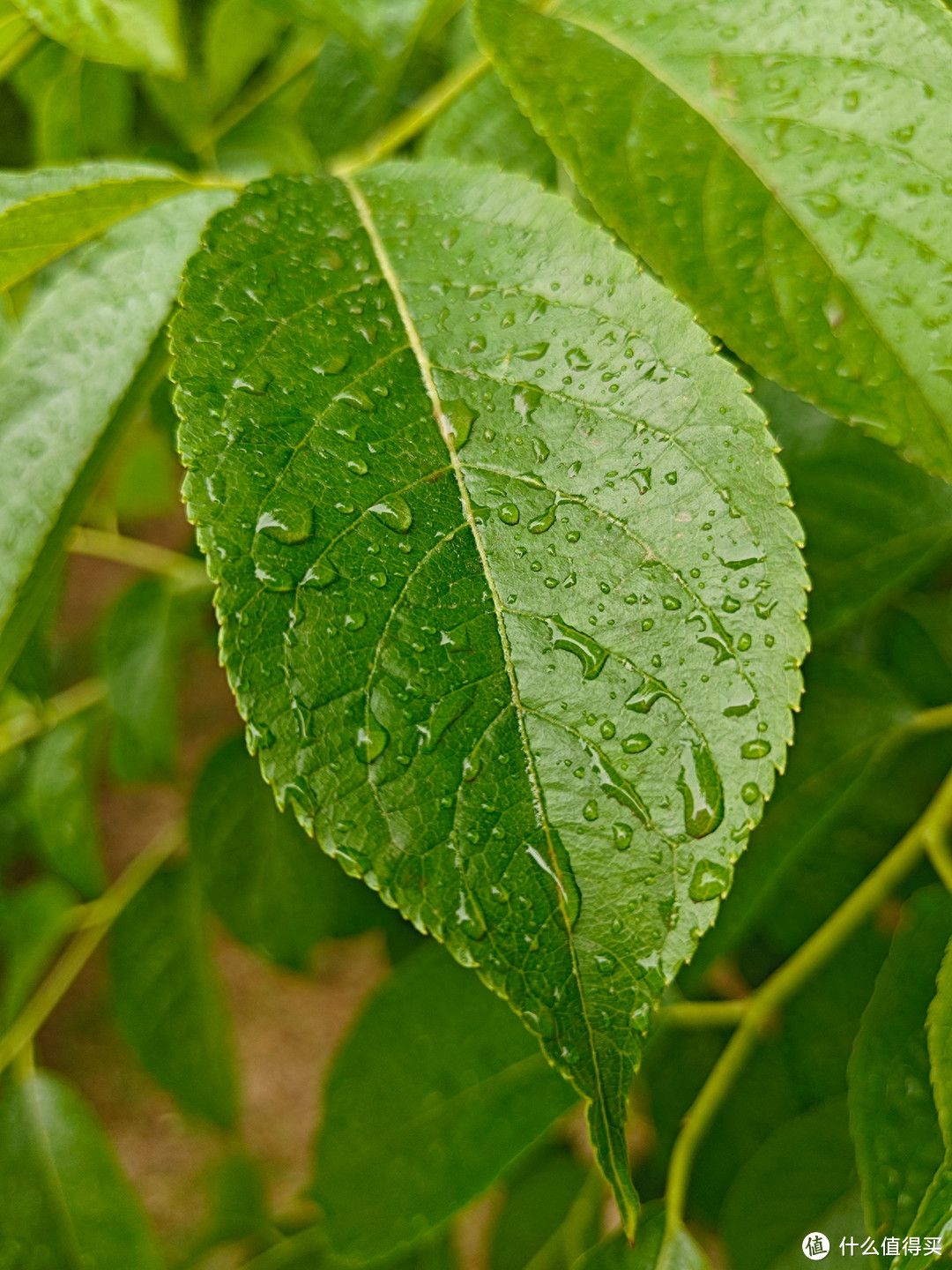 秋雨秋凉之手机摄影记录雨后公园的特别风景