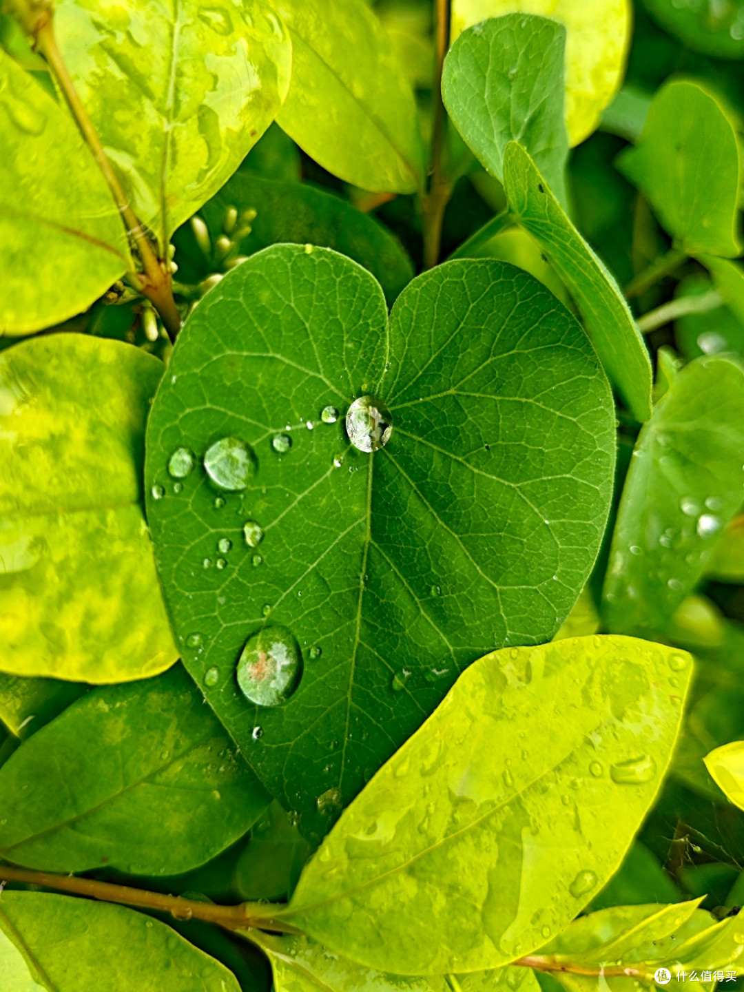 秋雨秋凉之手机摄影记录雨后公园的特别风景