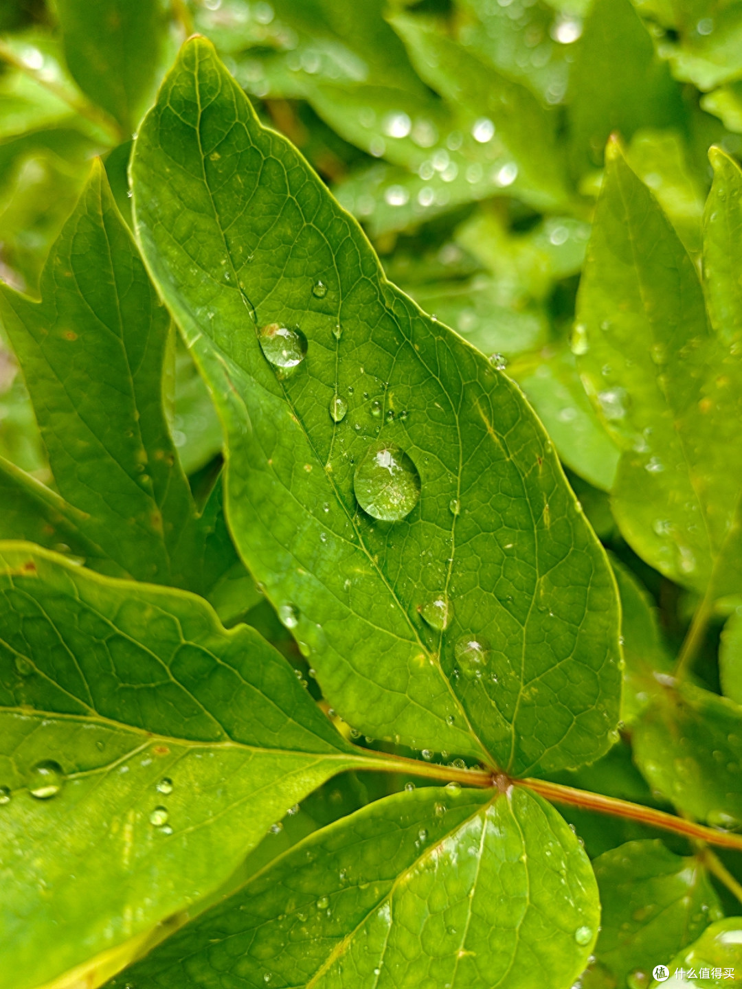 秋雨秋凉之手机摄影记录雨后公园的特别风景