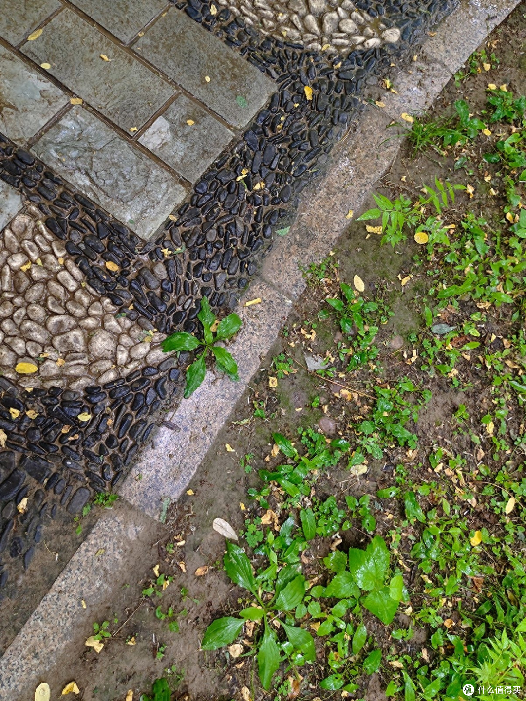 秋雨秋凉之手机摄影记录雨后公园的特别风景