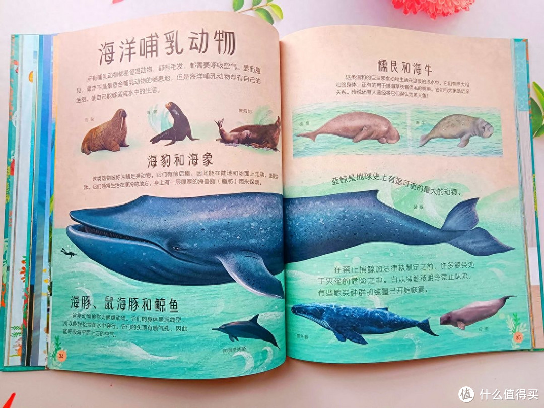 读口碑爆棚《DK不可思议的海洋百科》，认识浩瀚无际的海洋世界