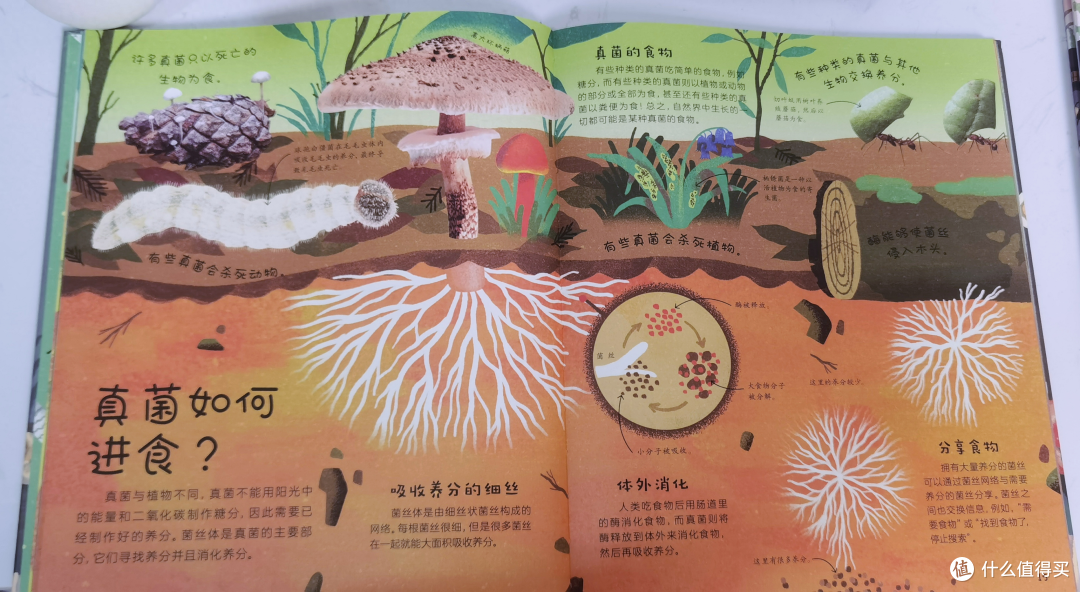 《DK窥探大自然》让孩子领略自然之美,激发求知欲和探索欲