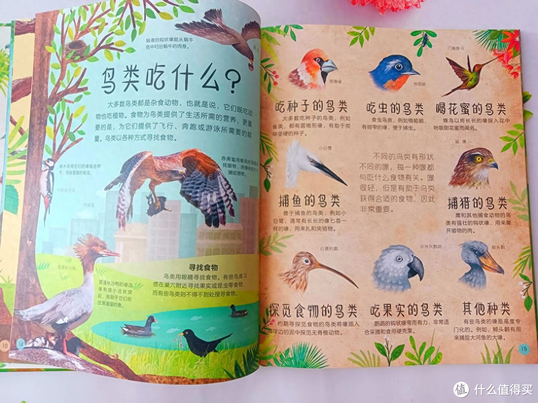 《DK多姿多彩的鸟类百科》:一本关于鸟类行为图鉴的儿童科普读物