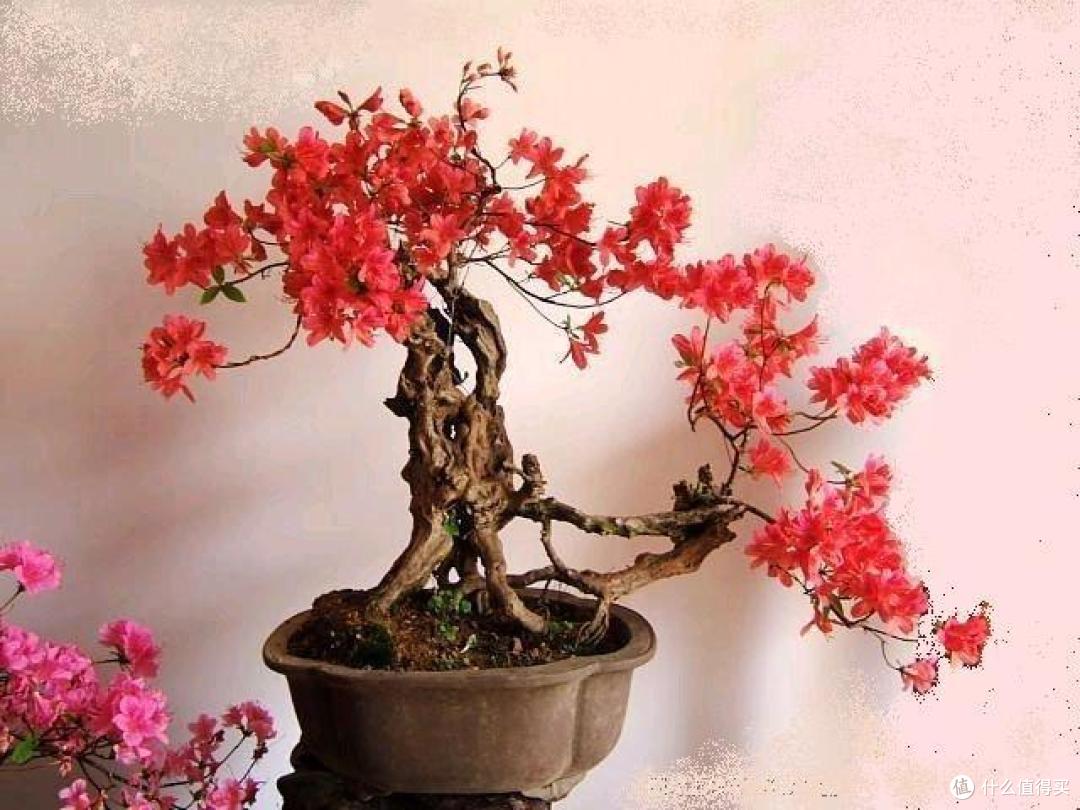 8种花树“寿命”长，越养价值越高，说不定就成了“传家宝”