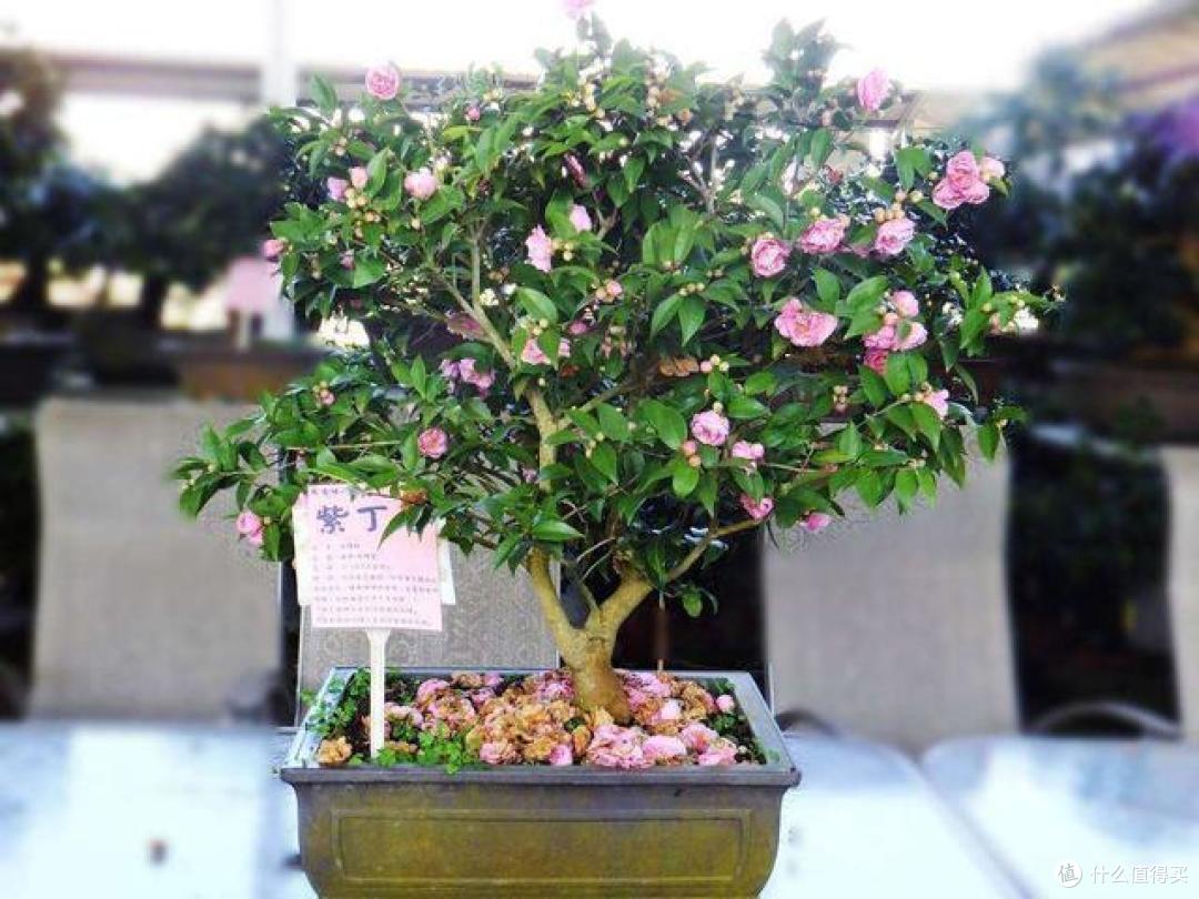 8种花树“寿命”长，越养价值越高，说不定就成了“传家宝”