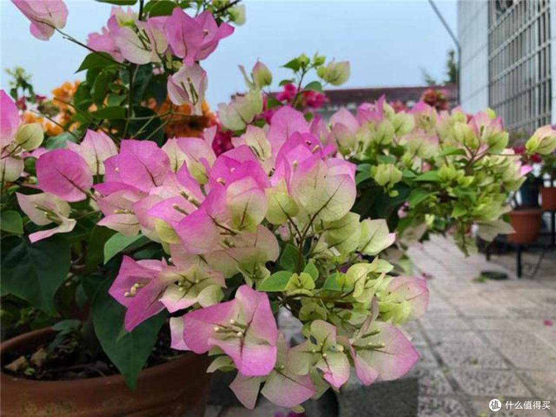 8种花树“寿命”长，越养价值越高，说不定就成了“传家宝”