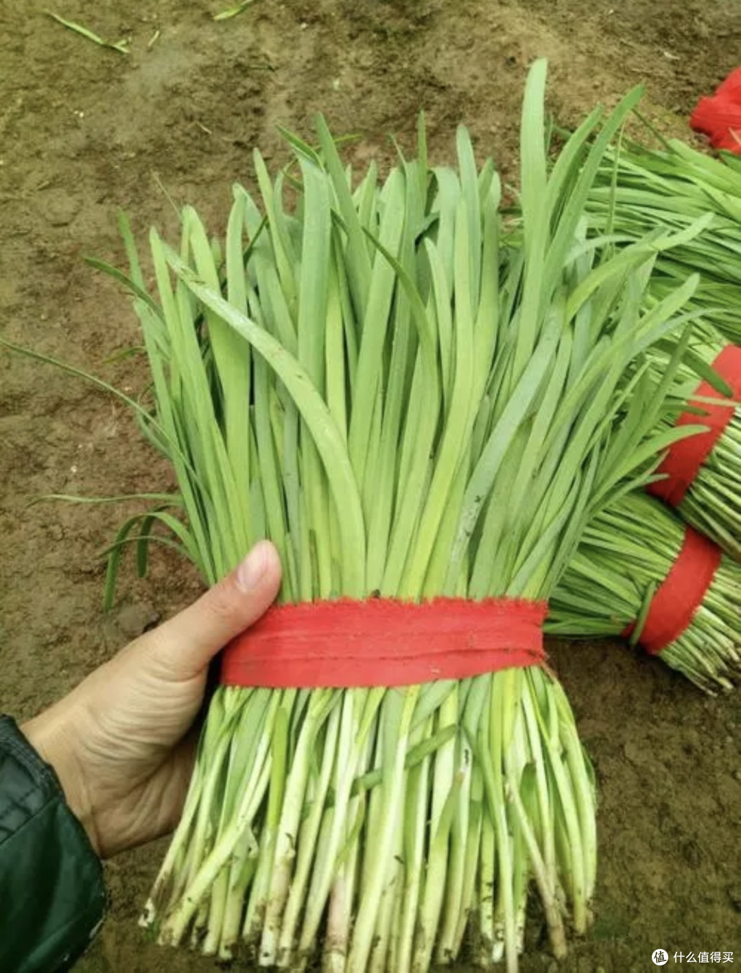 韭菜也能变身美味佳肴,这个秘密你知道吗?