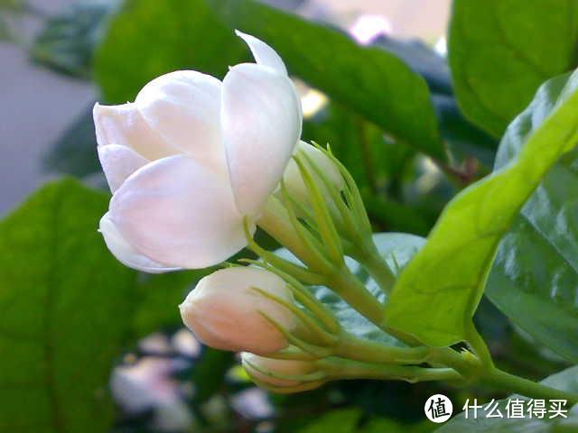 家里可以养6种“香香花”，杀菌还消毒，至少要有一盆