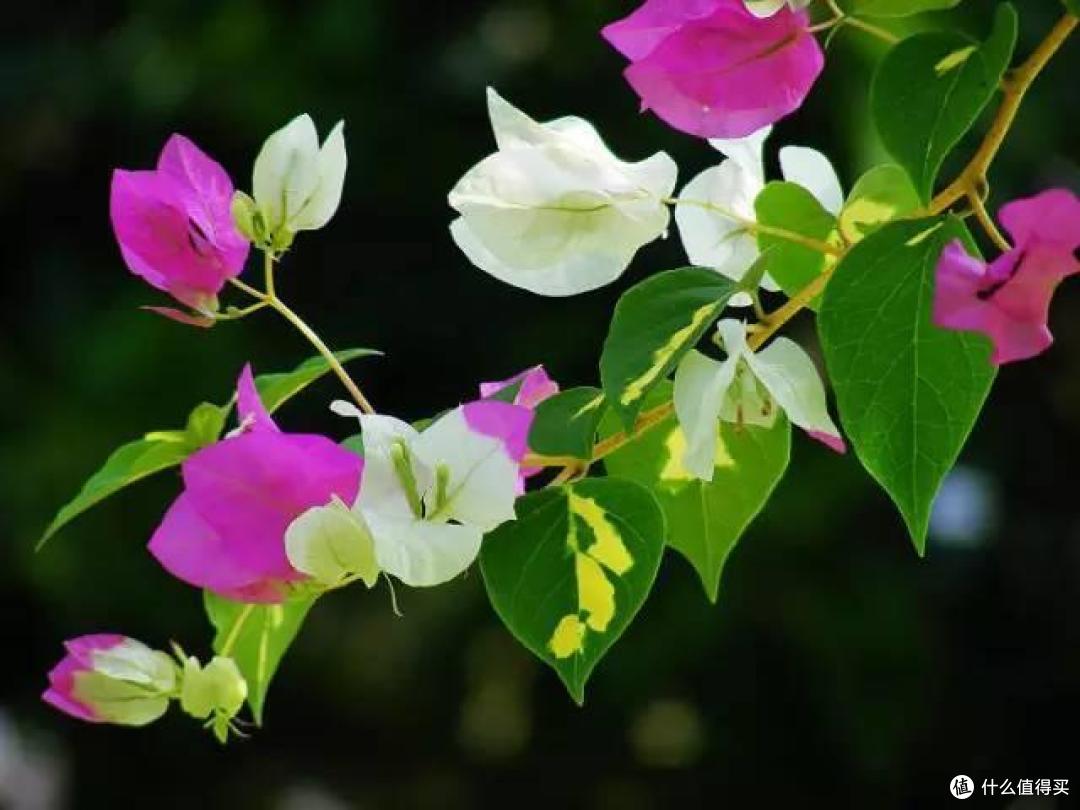 三角梅“控水就能开花”?都搞错了,难怪一直养成了“绿植”