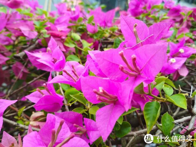 三角梅“控水就能开花”?都搞错了,难怪一直养成了“绿植”