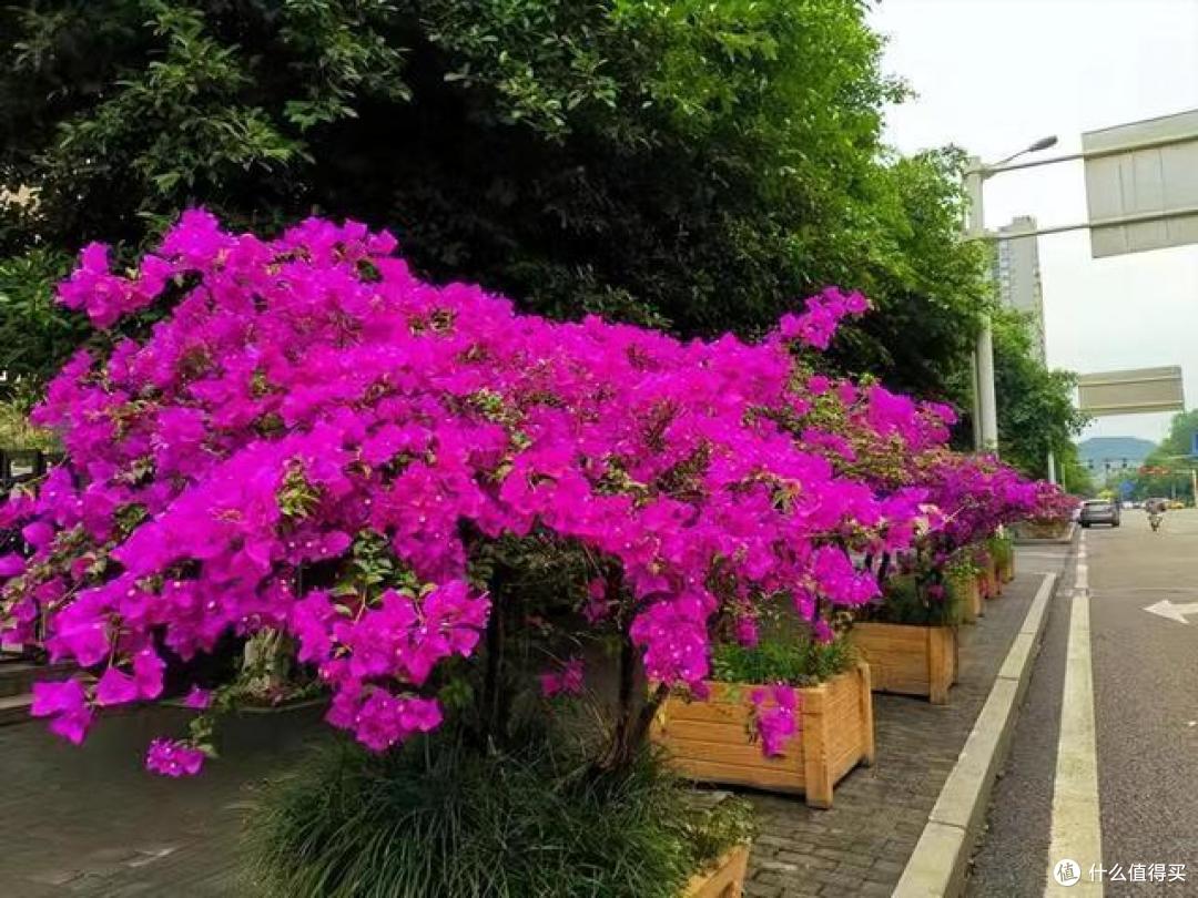 三角梅“控水就能开花”?都搞错了,难怪一直养成了“绿植”