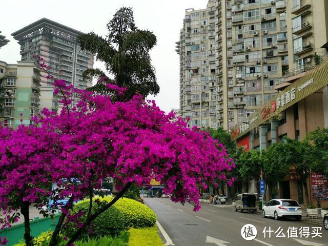三角梅“控水就能开花”?都搞错了,难怪一直养成了“绿植”