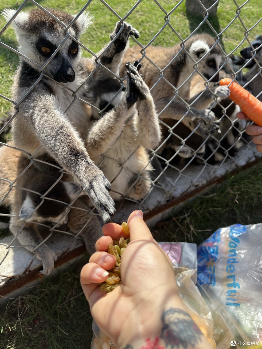 奶爸带娃之轻松野生动物园