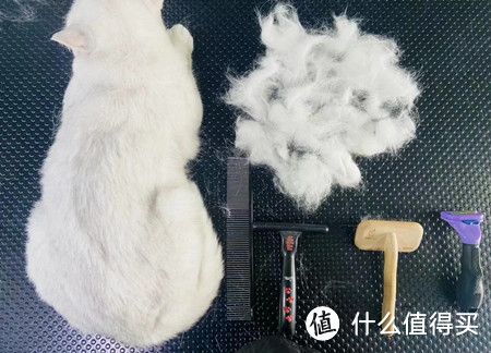 猫咪老是掉毛？2种办法可以改善猫咪掉毛