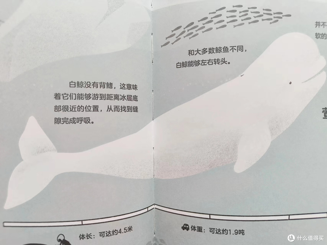 奶爸精选绘本:《鲸鱼的世界》,科普绘本也可以这么美!