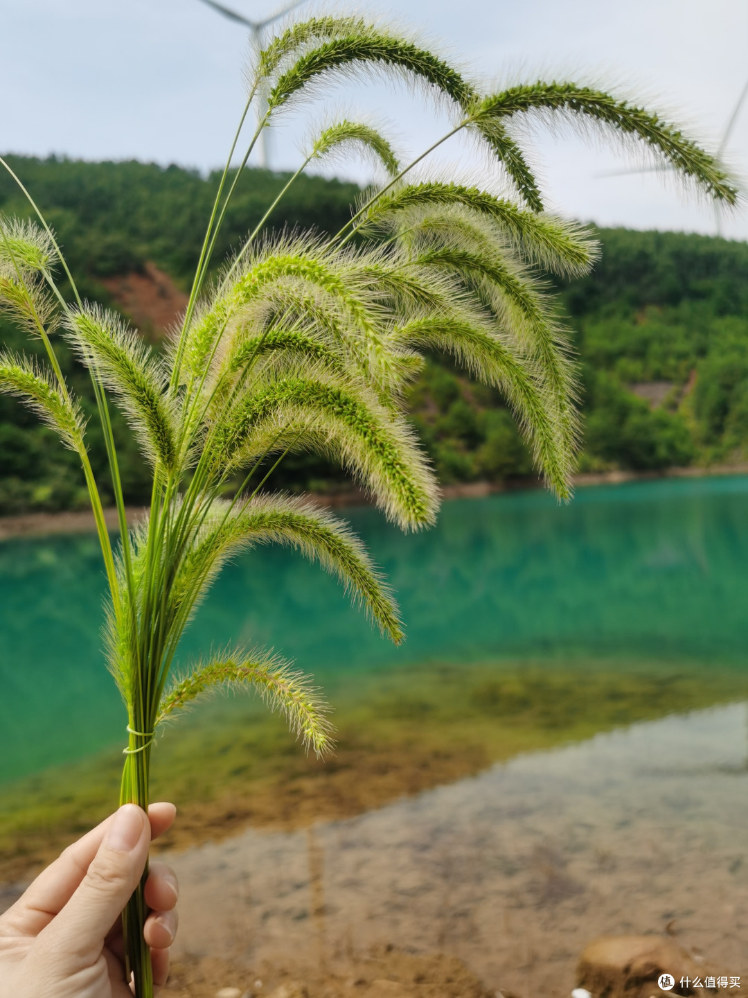 不起眼的狗尾巴草,还有什么作用呢?