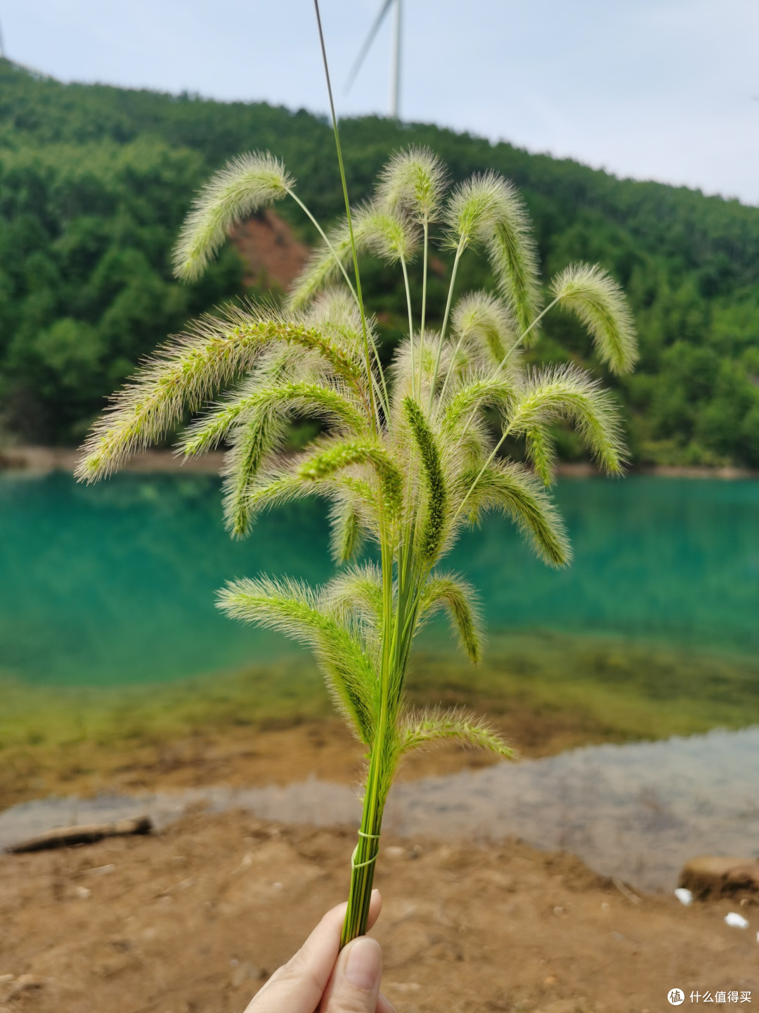 不起眼的狗尾巴草,还有什么作用呢?