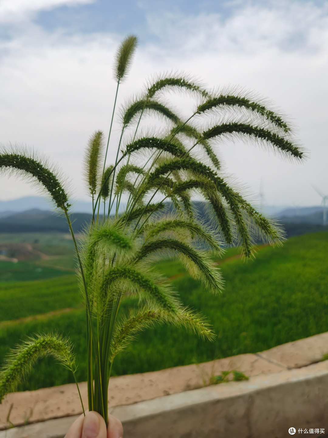不起眼的狗尾巴草,还有什么作用呢?