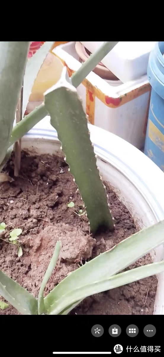 蓝宝石火龙果美洲蓝皮白心果树红肉嫁接有根苗盆栽当年结果优惠多多