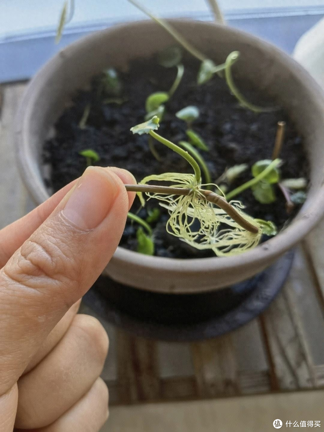 铜钱草长得不好看？快剪一刀，长出大叶子，又肥又圆绿油油