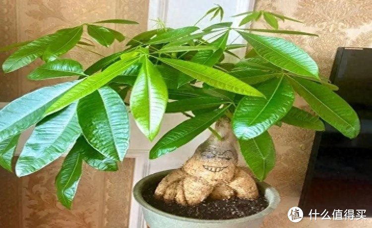 6种吉利花,不仅开花美还四季茂盛,带来健康财运,养一盆赚了