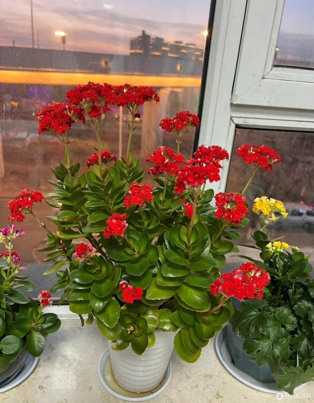 6种吉利花,不仅开花美还四季茂盛,带来健康财运,养一盆赚了