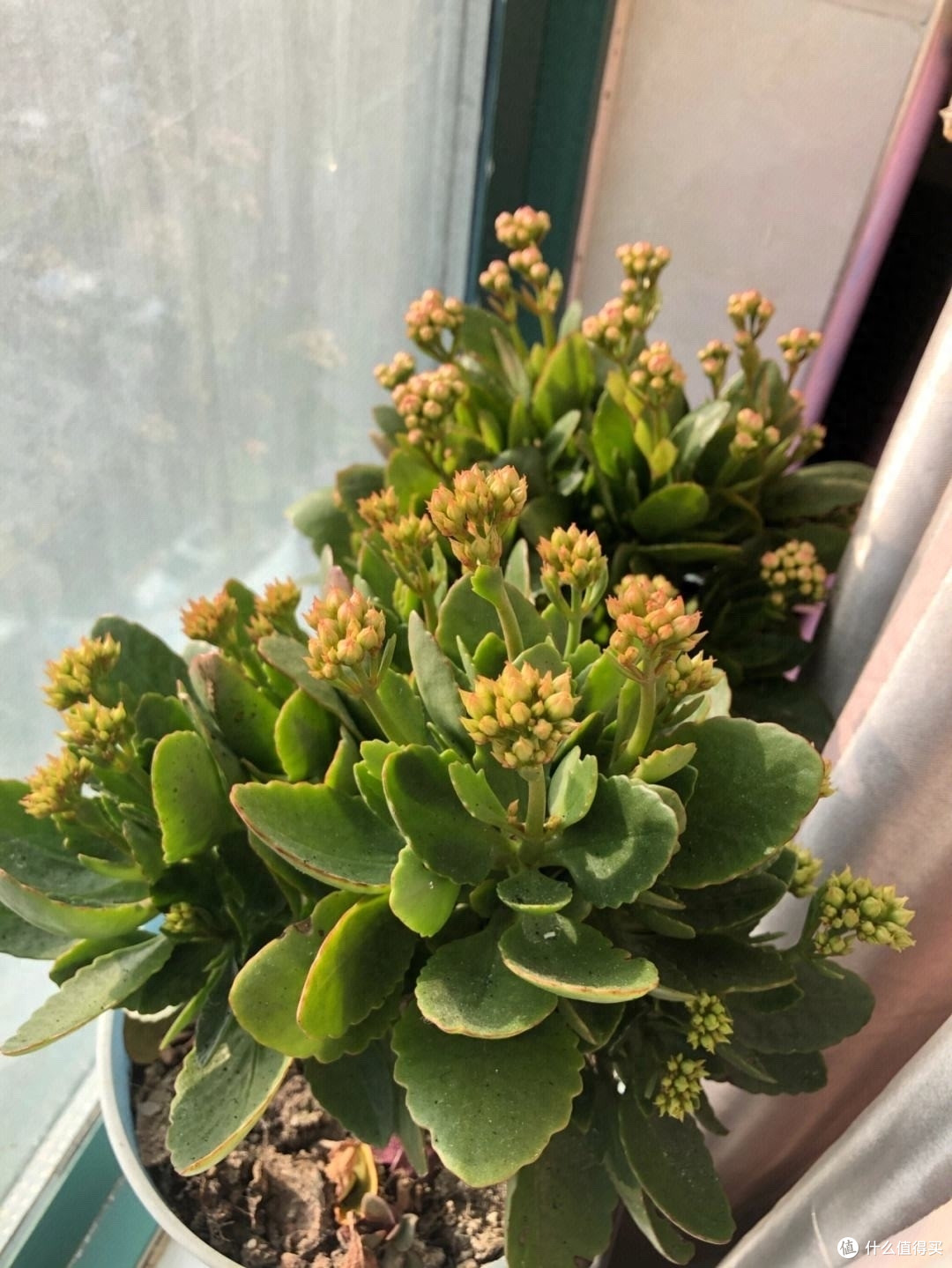 6种吉利花,不仅开花美还四季茂盛,带来健康财运,养一盆赚了