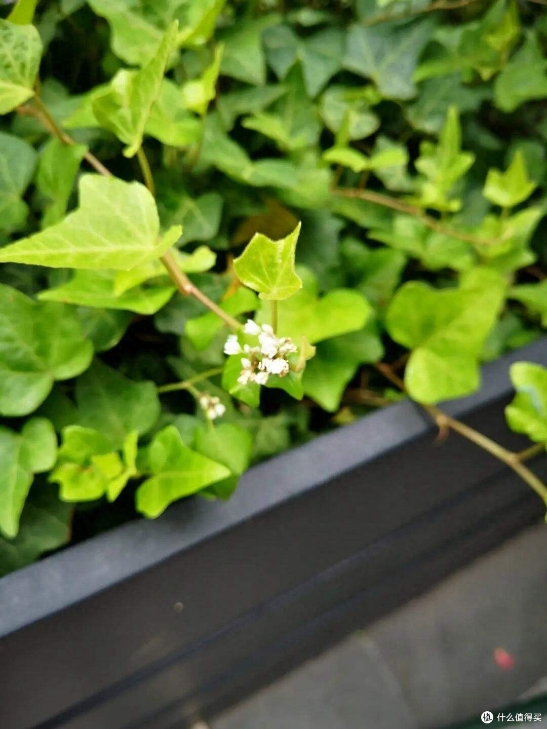 6种吉利花,不仅开花美还四季茂盛,带来健康财运,养一盆赚了