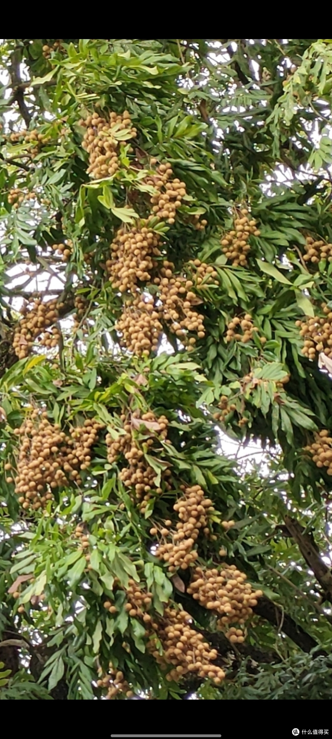 留住夏天的美味_自制龙眼干
