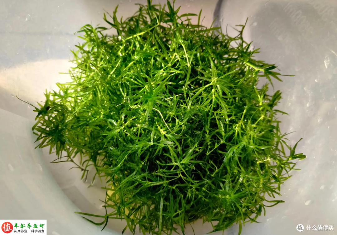 水草为什么总是养死?草缸能下药吗?照我说的方法去做