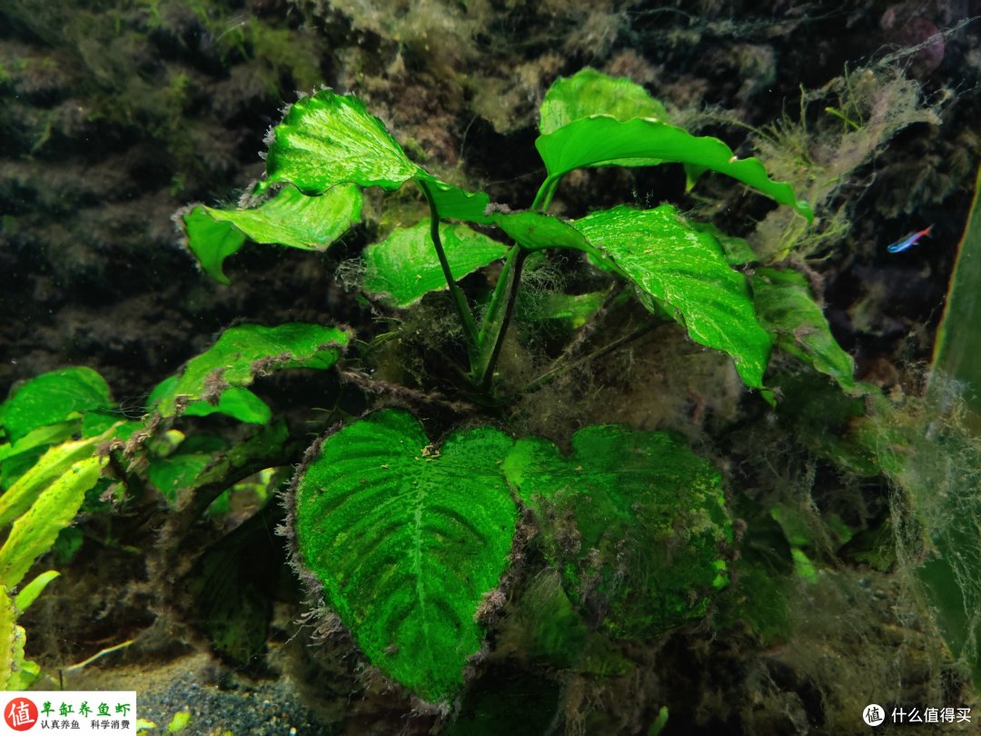 水草为什么总是养死?草缸能下药吗?照我说的方法去做