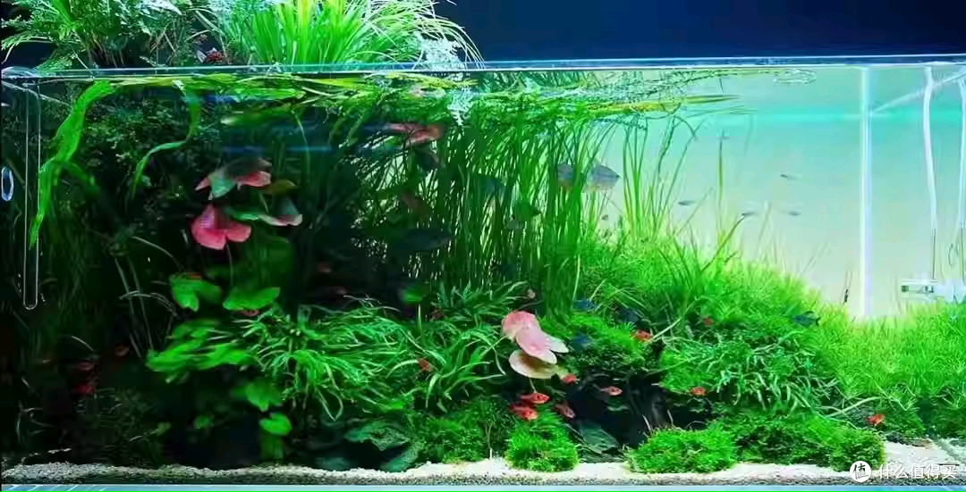 水草为什么总是养死?草缸能下药吗?照我说的方法去做
