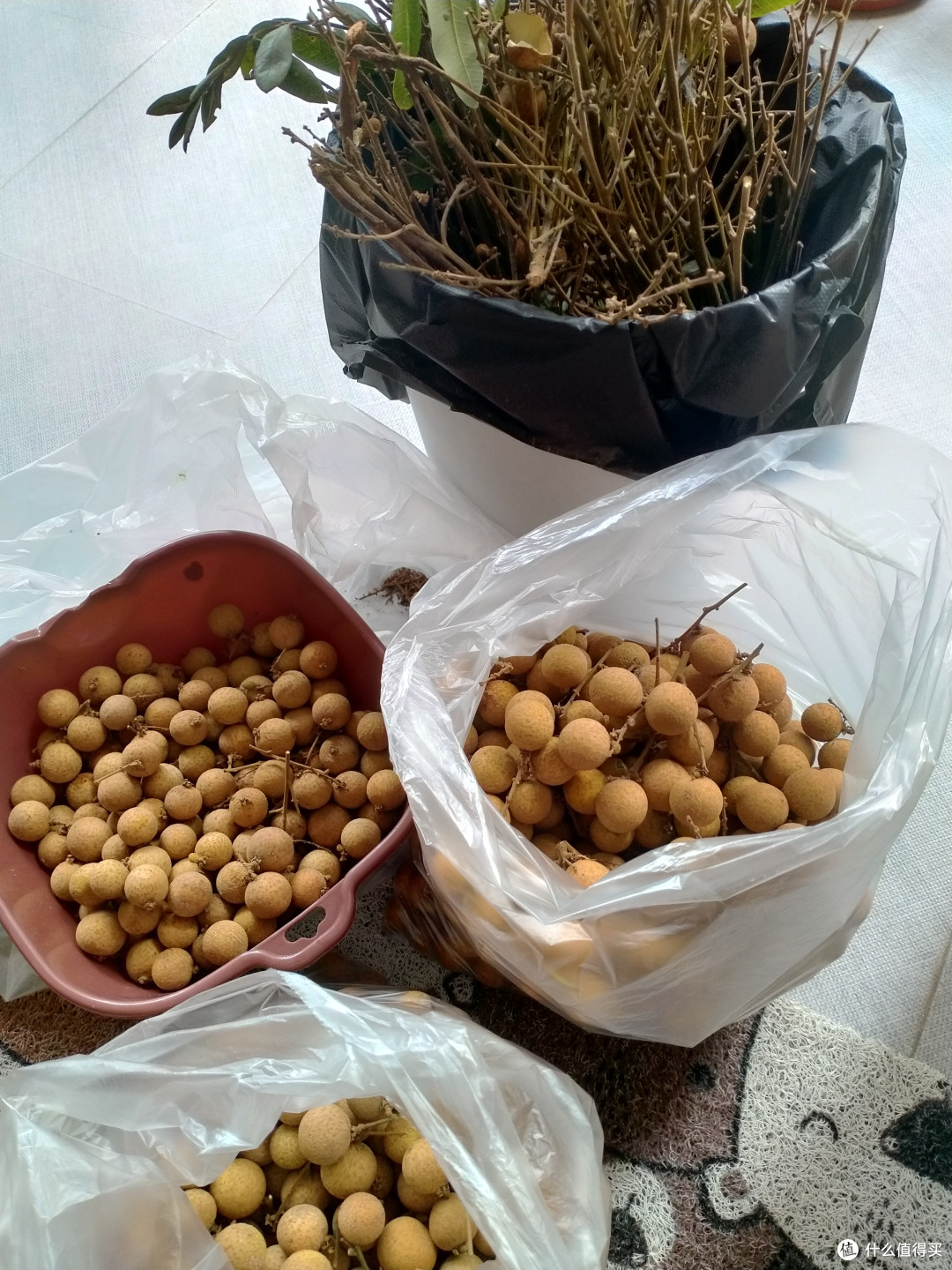 留住夏天的美味_自制龙眼干