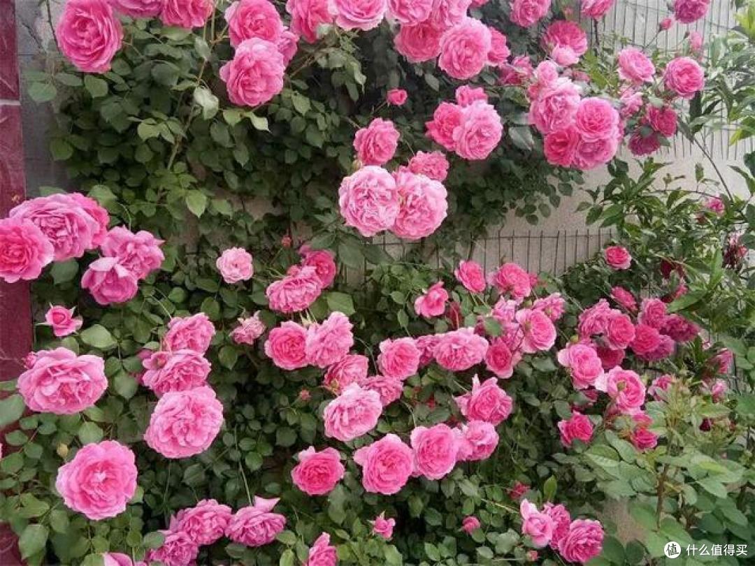 “花园三宝”里的月季被挤出榜首，网友：新榜首更受欢迎，太赞了