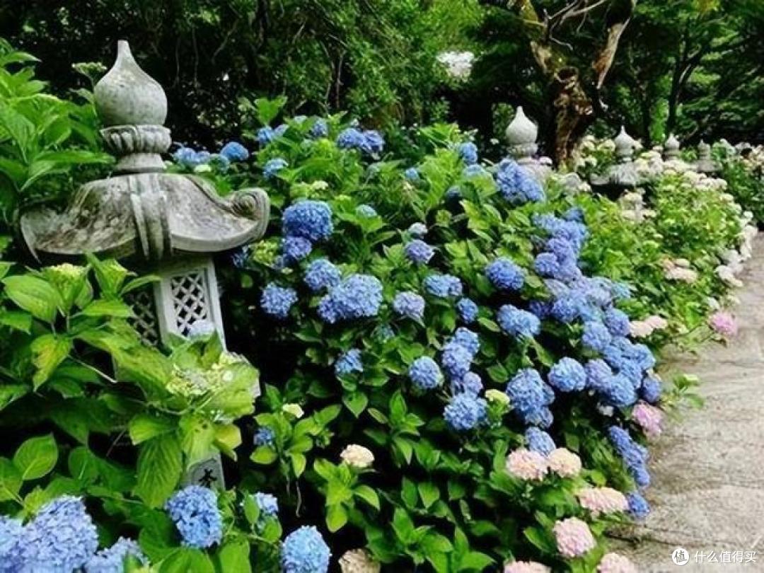 “花园三宝”里的月季被挤出榜首，网友：新榜首更受欢迎，太赞了