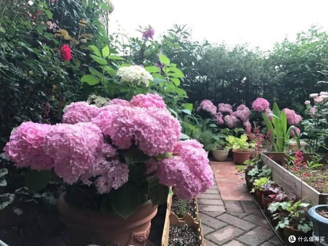 “花园三宝”里的月季被挤出榜首，网友：新榜首更受欢迎，太赞了