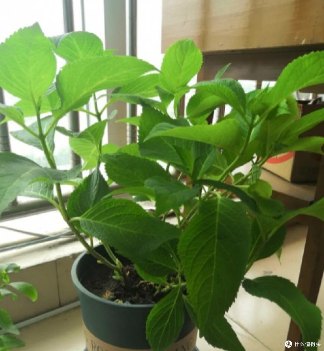 蓝妖:绣球花秋天该怎么修剪?当心剪错了,明年没花看哦