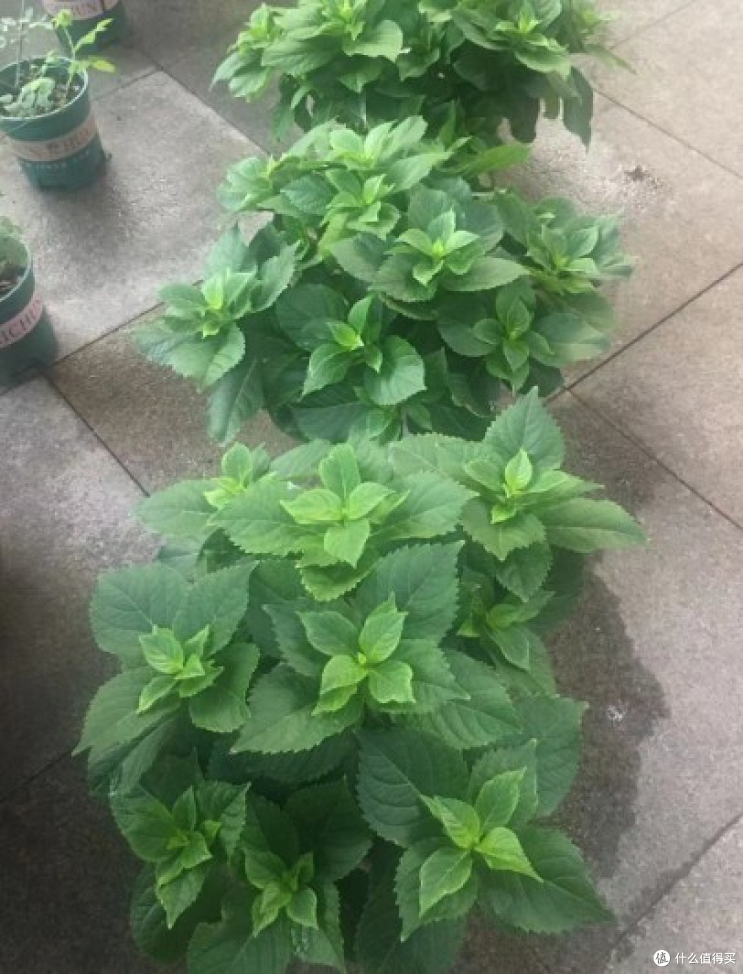 蓝妖:绣球花秋天该怎么修剪?当心剪错了,明年没花看哦