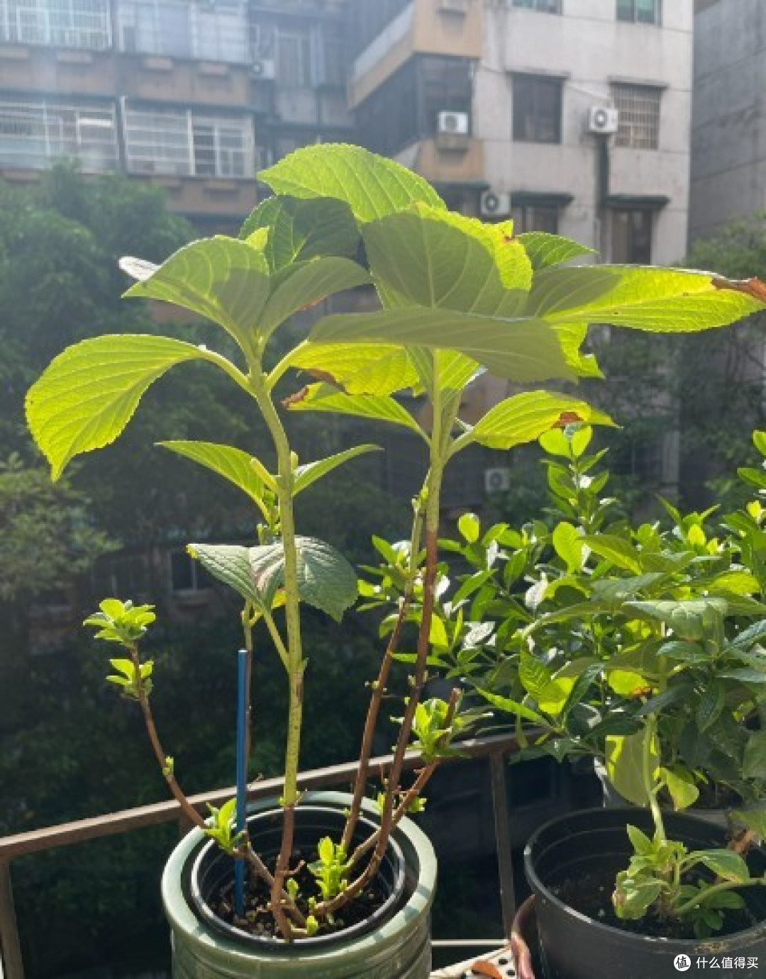 蓝妖:绣球花秋天该怎么修剪?当心剪错了,明年没花看哦