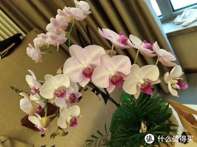 南京一小姑娘，把蝴蝶兰养成了高攀不起的样子，那叫一个“壮观”