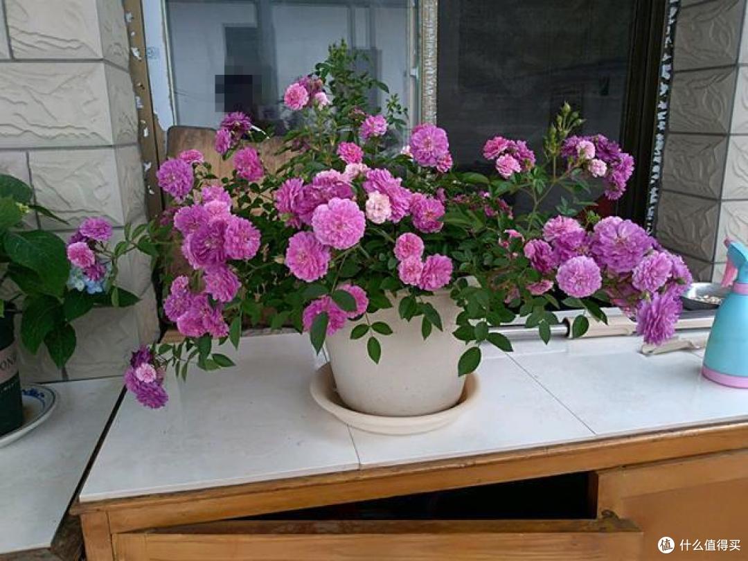 3种花,让你体验“买花一时爽,养花火葬场”,可别轻易养