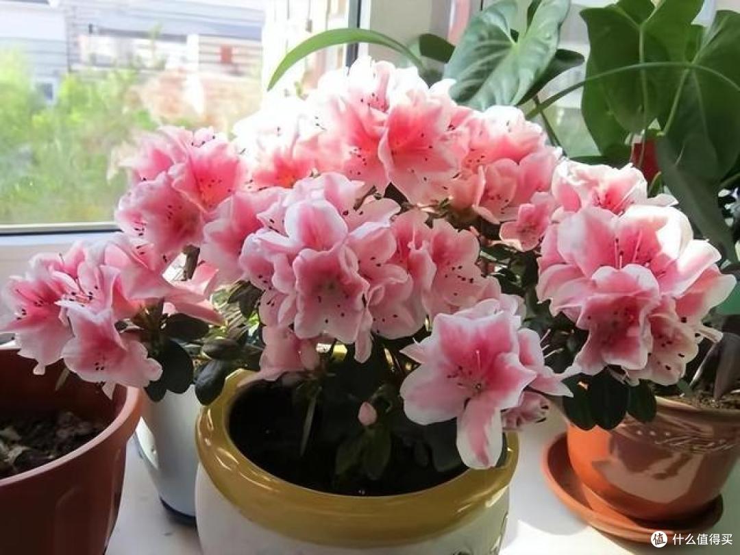 3种花,让你体验“买花一时爽,养花火葬场”,可别轻易养
