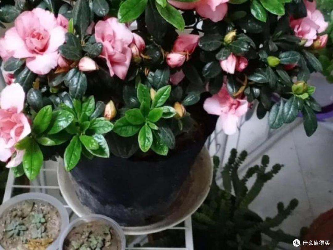 3种花,让你体验“买花一时爽,养花火葬场”,可别轻易养
